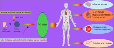Value of the triglyceride–glucose index and related parameters in heart failure patients